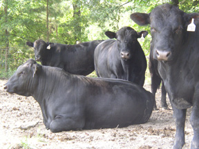 Cows Resting Cows Resting